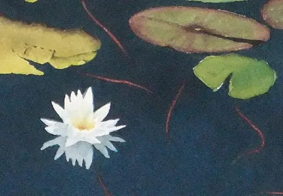 Stillwater Lily, Watercolour On Panel, 20 X 16" (Sold) 2