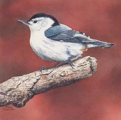 White Breasted Nuthatch, Watercolour On Panel, 12 X 12" (Sold) 1